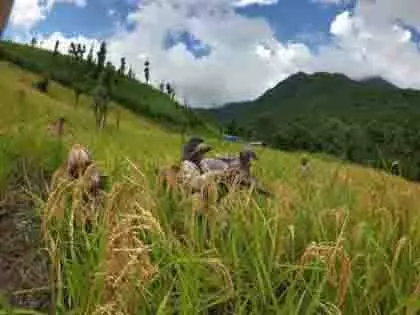 Mizoram: बांस के फूलों से चूहों की बढ़ती संख्या से फसल के नुकसान की आशंका Mizoram: बांस के फूलों से चूहों की बढ़ती संख्या से फसल के नुकसान की आशंका
