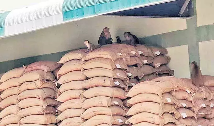 विजयदुर्गा राइस मिल का चावल राशन का चावल नहीं है: DTCS Jyoti विजयदुर्गा राइस मिल का चावल राशन का चावल नहीं है: DTCS Jyoti