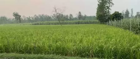 रबी फसलों के एमएसपी में बढ़ोतरी, सहारनपुर के किसानों ने जताई खुशी रबी फसलों के एमएसपी में बढ़ोतरी, सहारनपुर के किसानों ने जताई खुशी