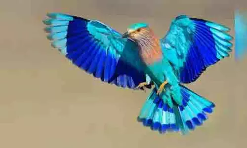 Sapne me Neelkanth: दशहरे के दिन सपने में नीलकंठ पक्षी देखना क्या संकेत देता है Sapne me Neelkanth: दशहरे के दिन सपने में नीलकंठ पक्षी देखना क्या संकेत देता है