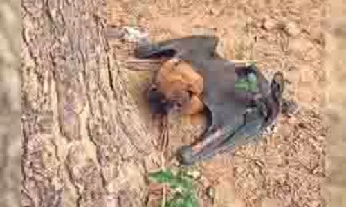 Rajasthan: 5 फीट लंबे पंख और 3 फीट लंबाई वाला एक अजीबोगरीब चमगादड़