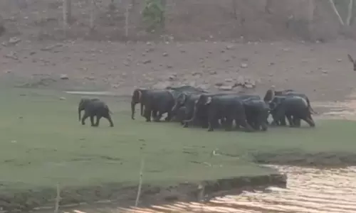 Umaria: गज रक्षक ऐप के जरिए बांधवगढ़ में हाथियों की ट्रैकिंग Umaria: गज रक्षक ऐप के जरिए बांधवगढ़ में हाथियों की ट्रैकिंग