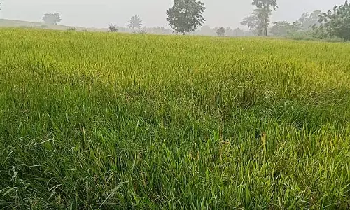 धान की फसल पर दाना छेदक कीट का प्रकोप: किसानों को हो सकता है नुकसान