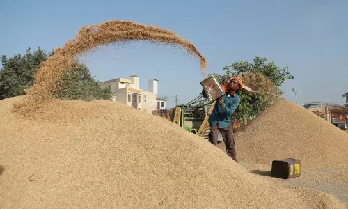 Haryana :  अब तक 2.70 लाख मीट्रिक टन से अधिक धान की खरीद