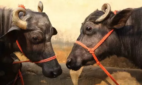 Amritpur: सचिवालय के पास फैली दुर्गंध, मृत गोवंश हटाने की मांग Amritpur: सचिवालय के पास फैली दुर्गंध, मृत गोवंश हटाने की मांग