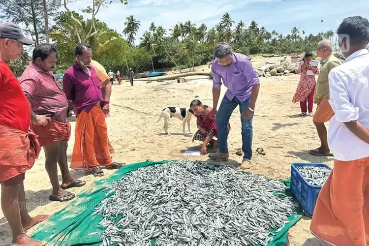 Kerala : कई टन छोटी सार्डिन मछलियाँ, अधिकारियों को व्यापार पर नियंत्रण पाने में हो रही है मुश्किल