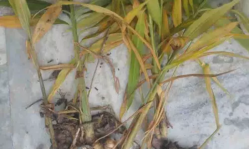 Sirmaur में भारी बारिश से अदरक की फसल तबाह, 24 करोड़ रुपये का नुकसान