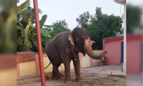 चोरी हुआ या बेचा गया? झारखंड में हाथी चोरी का अजीब मामला
