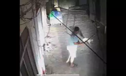 Jalandhar: खिलाड़ी ने सड़क पर कुत्ते को पीट-पीट कर मारा
