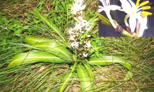 Kerala : पश्चिमी घाट में शतावरी परिवार का नया जंगली फूल खोजा गया