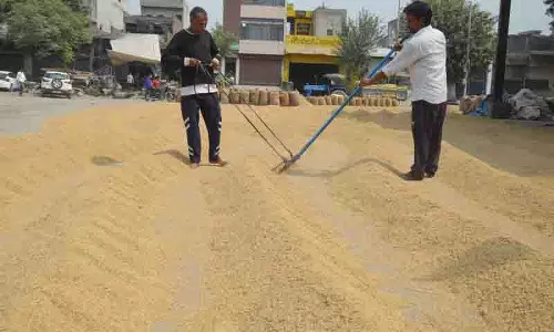 Ludhiana district की अनाज मंडियों में धान की आवक में तेजी Ludhiana district की अनाज मंडियों में धान की आवक में तेजी