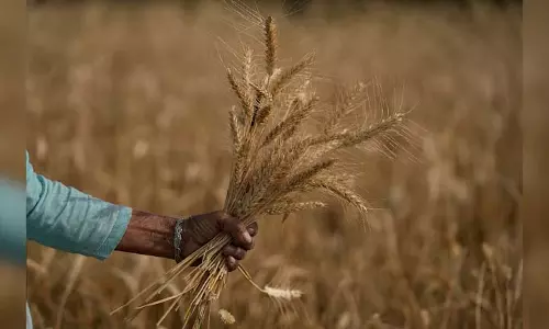 कैबिनेट ने गेहूं का MSP 160 रुपये प्रति क्विंटल बढ़ाकर 2,585 रुपये किया: अश्विनी वैष्णव