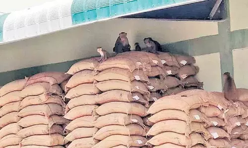 विजयदुर्गा राइस मिल का चावल राशन का चावल नहीं है: DTCS Jyoti विजयदुर्गा राइस मिल का चावल राशन का चावल नहीं है: DTCS Jyoti