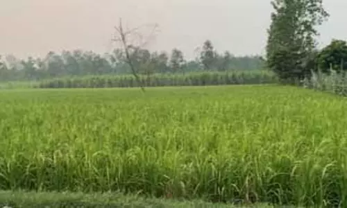 रबी फसलों के एमएसपी में बढ़ोतरी, सहारनपुर के किसानों ने जताई खुशी रबी फसलों के एमएसपी में बढ़ोतरी, सहारनपुर के किसानों ने जताई खुशी