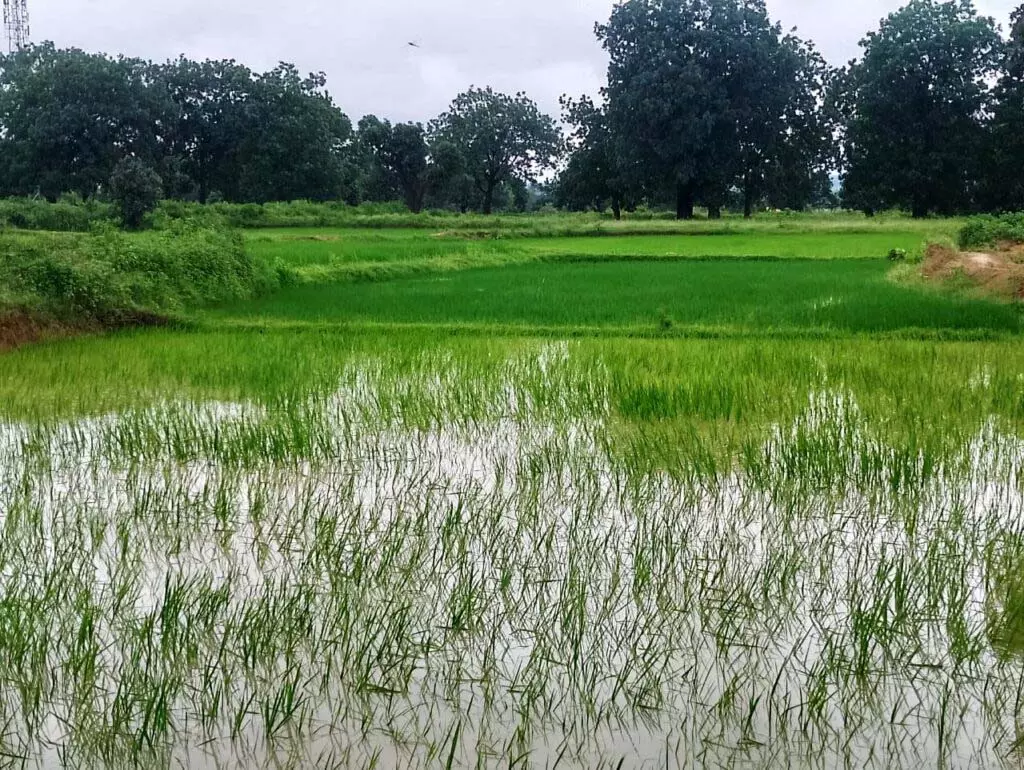 मरम से झील बनाने वाले किसान: ज़मीन हरियाली से सजी है मरम से झील बनाने वाले किसान: ज़मीन हरियाली से सजी है