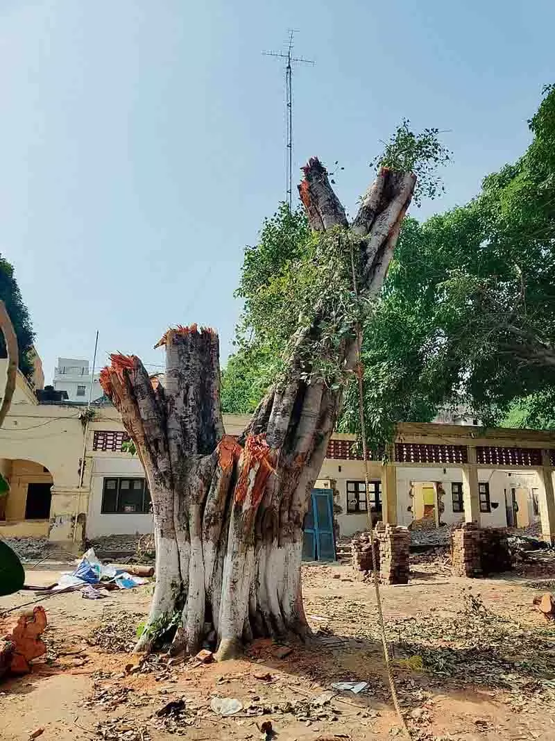 NGO द्वारा 100 पेड़ों की कटाई के खिलाफ पंजाब के मुख्यमंत्री से शिकायत NGO द्वारा 100 पेड़ों की कटाई के खिलाफ पंजाब के मुख्यमंत्री से शिकायत