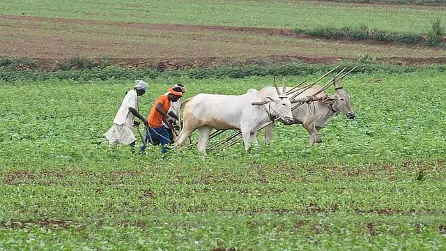 भारत में हर घंटे एक किसान आत्महत्या करता है: NCRB report भारत में हर घंटे एक किसान आत्महत्या करता है: NCRB report