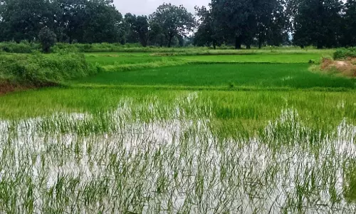 मरम से झील बनाने वाले किसान: ज़मीन हरियाली से सजी है
