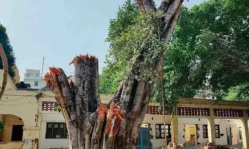 NGO द्वारा 100 पेड़ों की कटाई के खिलाफ पंजाब के मुख्यमंत्री से शिकायत