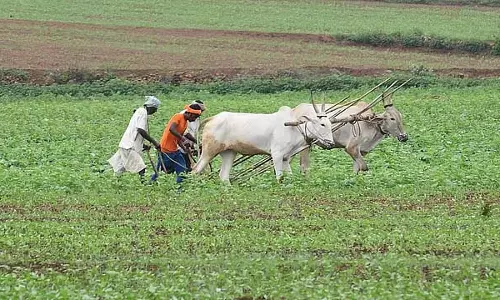 भारत में हर घंटे एक किसान आत्महत्या करता है: NCRB report