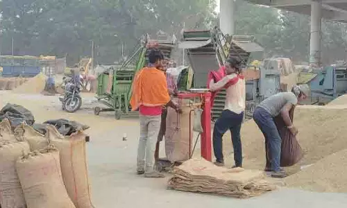 Kapurthala में 28,574 मीट्रिक टन कपास की खरीद