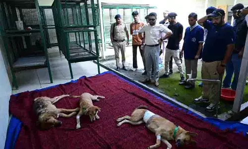 Paonta Sahib में आवारा कुत्तों के लिए टीकाकरण अभियान शुरू Paonta Sahib में आवारा कुत्तों के लिए टीकाकरण अभियान शुरू
