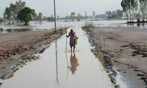 पोषण सर्वप्रथम, PAU-KVK-कपूरथला ने बाढ़ के बाद खाद्य सुरक्षा के लिए अभियान चलाया