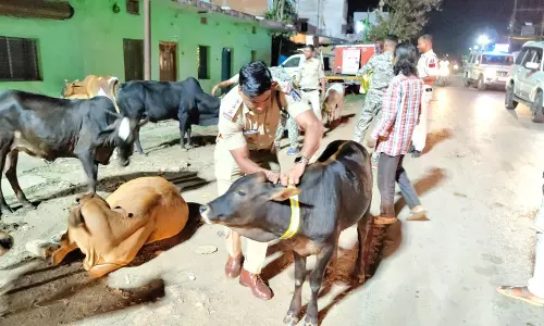 पुलिस की सराहनीय पहल, मवेशियों के गले में लगाए गए रेडियम कॉलर टैग