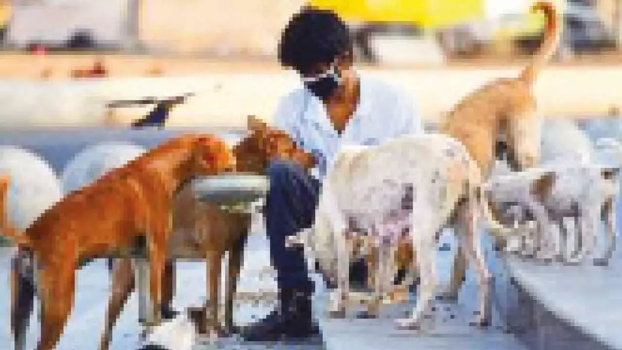 Karnataka: उडुपी में आवारा कुत्तों को खाना खिलाने पर सख्ती, निर्धारित स्थानों पर खाना देने का नियम लागू Karnataka: उडुपी में आवारा कुत्तों को खाना खिलाने पर सख्ती, निर्धारित स्थानों पर खाना देने का नियम लागू