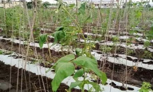 बारिश से फसलों को नुकसान: गेंदा, लोबिया, फूल, हरी फलियों को भारी नुकसान बारिश से फसलों को नुकसान: गेंदा, लोबिया, फूल, हरी फलियों को भारी नुकसान