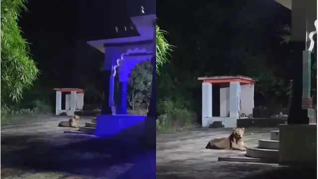Gujarat में मंदिर के बाहर शांति से बैठी शेरनी का वीडियो वायरल