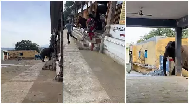 पूंडी के वेल्लियांगिरी मंदिर में एक अकेले जंगली हाथी ने श्रद्धालुओं को भयभीत कर दिया पूंडी के वेल्लियांगिरी मंदिर में एक अकेले जंगली हाथी ने श्रद्धालुओं को भयभीत कर दिया