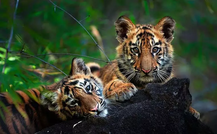 MP : कान्हा टाइगर रिजर्व में सफारी दोबारा शुरू होने के दो दिन बाद बाघ और उसके दो शावक मृत पाए गए MP : कान्हा टाइगर रिजर्व में सफारी दोबारा शुरू होने के दो दिन बाद बाघ और उसके दो शावक मृत पाए गए