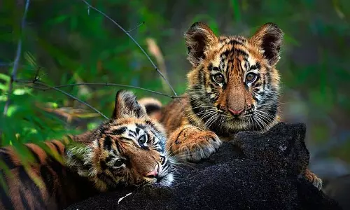 MP : कान्हा टाइगर रिजर्व में सफारी दोबारा शुरू होने के दो दिन बाद बाघ और उसके दो शावक मृत पाए गए