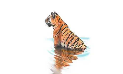 MM हिल्स में बाघ का शिकार फिर शुरू; अधमरा बाघ मिला MM हिल्स में बाघ का शिकार फिर शुरू; अधमरा बाघ मिला