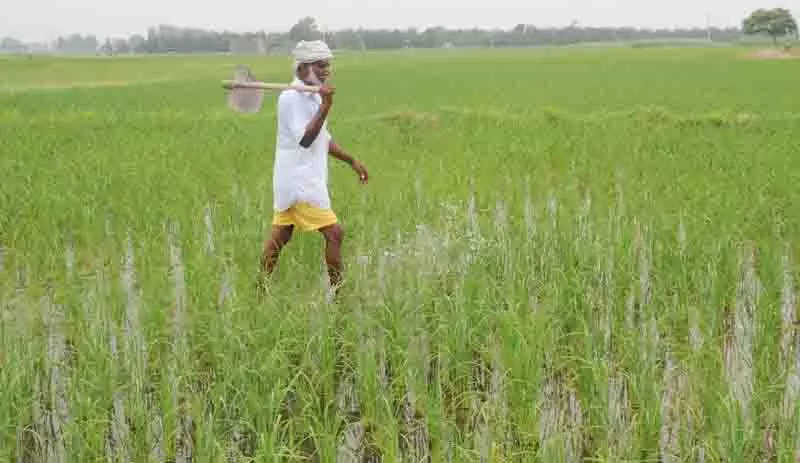 पराली जलाने में कमी, लेकिन बारिश ने Punjab के किसानों के लिए नई चुनौतियां खड़ी कर दीं पराली जलाने में कमी, लेकिन बारिश ने Punjab के किसानों के लिए नई चुनौतियां खड़ी कर दीं