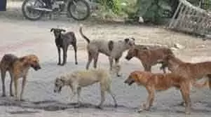 GCC ने पालतू जानवरों और आवारा कुत्तों के प्रबंधन के लिए वेबसाइट लॉन्च की GCC ने पालतू जानवरों और आवारा कुत्तों के प्रबंधन के लिए वेबसाइट लॉन्च की