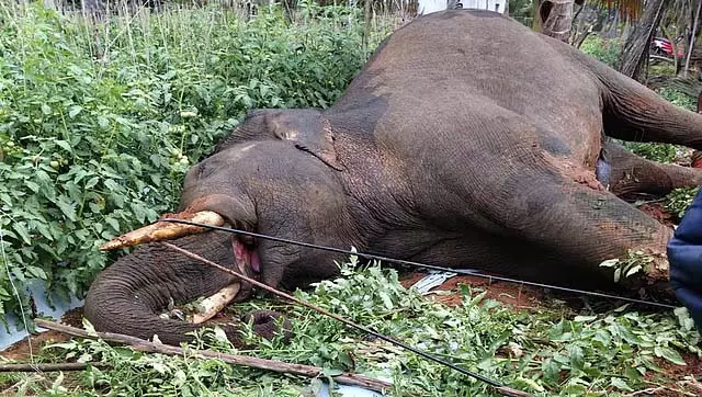 नारियल के पेड़ का गूदा खाने आए एक हाथी की बिजली के तार की चपेट में आने से मौत हो गई नारियल के पेड़ का गूदा खाने आए एक हाथी की बिजली के तार की चपेट में आने से मौत हो गई