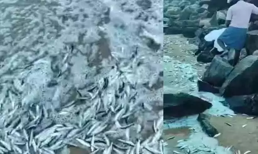 Kerala : पय्यम्बलम के मथिचकारा में मछलियाँ इकट्ठा करने के लिए भारी भीड़ Kerala : पय्यम्बलम के मथिचकारा में मछलियाँ इकट्ठा करने के लिए भारी भीड़