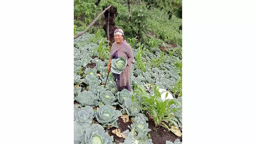 Nagaland : पोरबा के किसान ने सब्जी की खेती से पाई आत्मनिर्भरता Nagaland : पोरबा के किसान ने सब्जी की खेती से पाई आत्मनिर्भरता