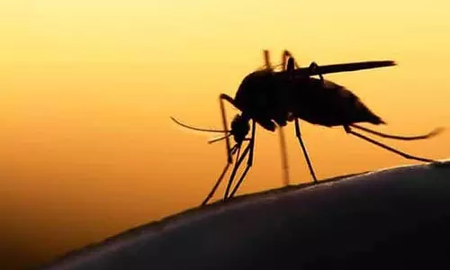 डेंगू का प्रकोप बढ़ रहा है: स्वास्थ्य विभाग ने निर्देश जारी किए डेंगू का प्रकोप बढ़ रहा है: स्वास्थ्य विभाग ने निर्देश जारी किए