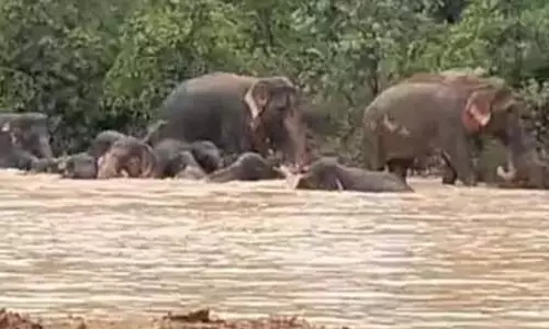 तालाब में हाथियों ने की मस्ती, ग्रामीण ने बनाया वीडियो