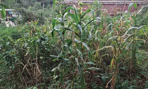 खराब मौसम से Rajouri-पुंछ के किसानों की फसल कटाई प्रभावित खराब मौसम से Rajouri-पुंछ के किसानों की फसल कटाई प्रभावित