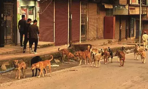 बनिहाल में आवारा कुत्तों का आतंक बढ़ा