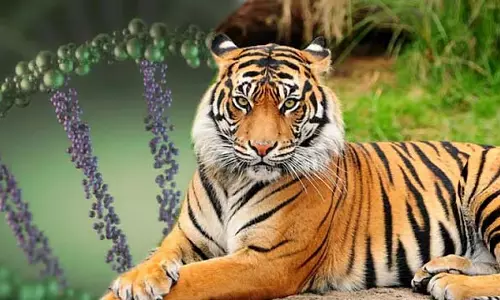 Chamarajanagar: बाघों की मौत में वृद्धि