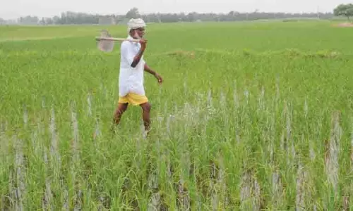 पराली जलाने में कमी, लेकिन बारिश ने Punjab के किसानों के लिए नई चुनौतियां खड़ी कर दीं
