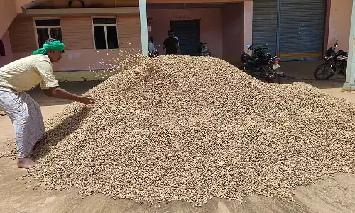 मूंगफली: ₹ 7,263 प्रति क्विंटल का समर्थन मूल्य