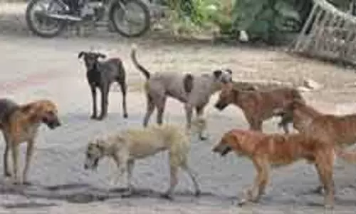 GCC  ने पालतू जानवरों और आवारा कुत्तों के प्रबंधन के लिए वेबसाइट लॉन्च की