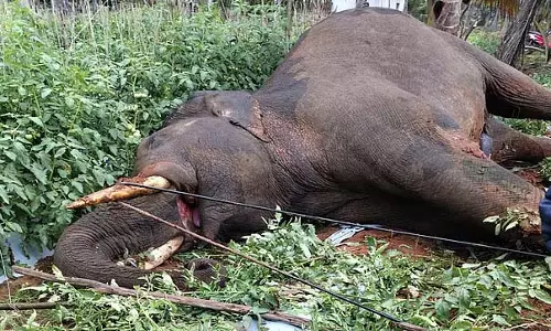 नारियल के पेड़ का गूदा खाने आए एक हाथी की बिजली के तार की चपेट में आने से मौत हो गई