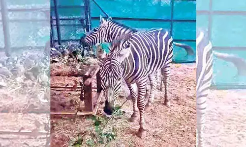Hyderabad Zoo 37 साल बाद ज़ेब्रा का अनावरण करने के लिए तैयार, प्रजनन कार्यक्रम की योजना बना रहा